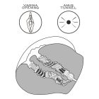 Streetgirl's #13 testszínű maszturbátor