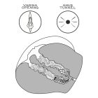 Streetgirl's #12 Black maszturbátor